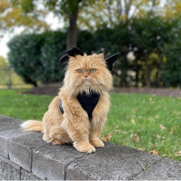 Pup crew Pet harness with bat wings great for dress up best for a smaller pet - Picture 4 of 7